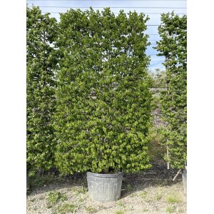 Hrab obyčajný (Carpinus betulus) - výška 300-310 cm, kont. C130/180L - TVAROVANÁ STENA